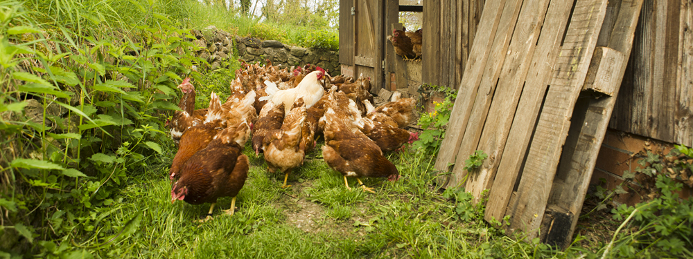 poules pondeuses