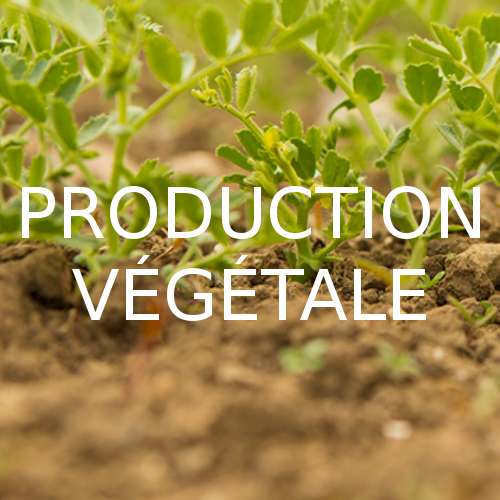 Production végétale - céréales et légumineuses bio